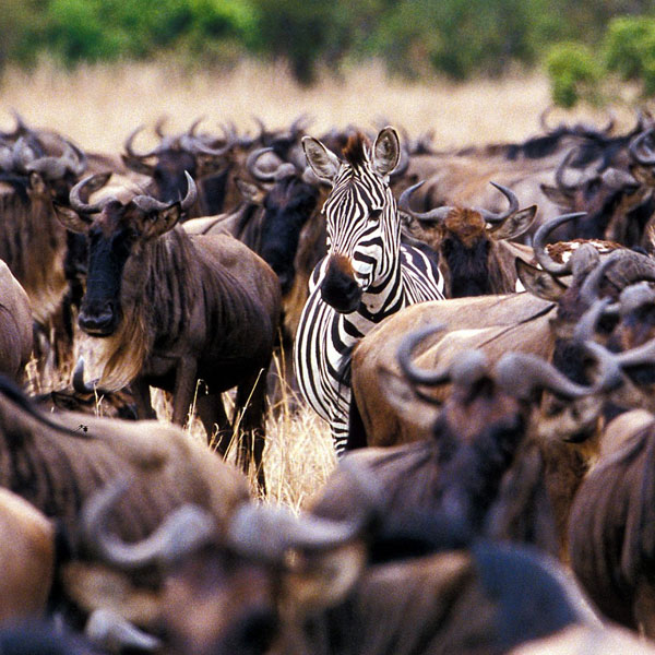 2 Days Masai Mara Wildebeest Migration Safari From Mombasa By Air