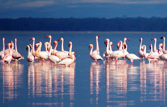 2-days-lake-nakuru-lake-naivasha-safari-banner