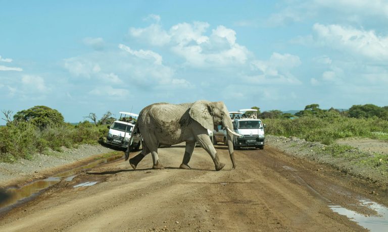 5 Days Tsavo East, West, Amboseli & Saltlick