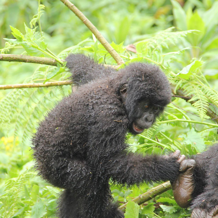 9 Days Uganda Gorilla Trekking